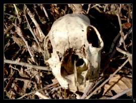 Gregárek Josef: Memento mori