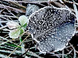 Gregárek Josef: Jíní