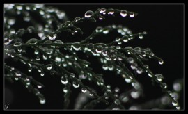 Gregárek Josef: Po dešti