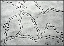 Gregárek Josef: zimní krajka