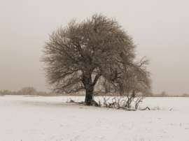 Kubišová Dagmar: Samotář