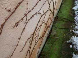 Kubišová Dagmar: Co dokáže zima