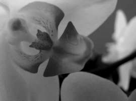 Kubišová Dagmar: Skoro jako negativ