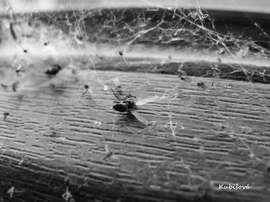 Kubišová Dagmar: Po boji