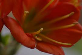 Sluka Jan: Kalich hořkosti