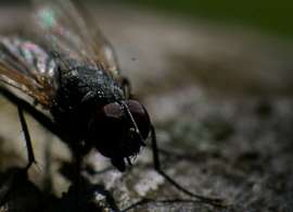 Sluka Jan: the Fly