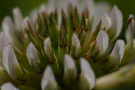 Sluka Jan: Proč ten jetelíček...