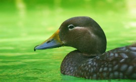 Sluka Jan: A ta kačka...